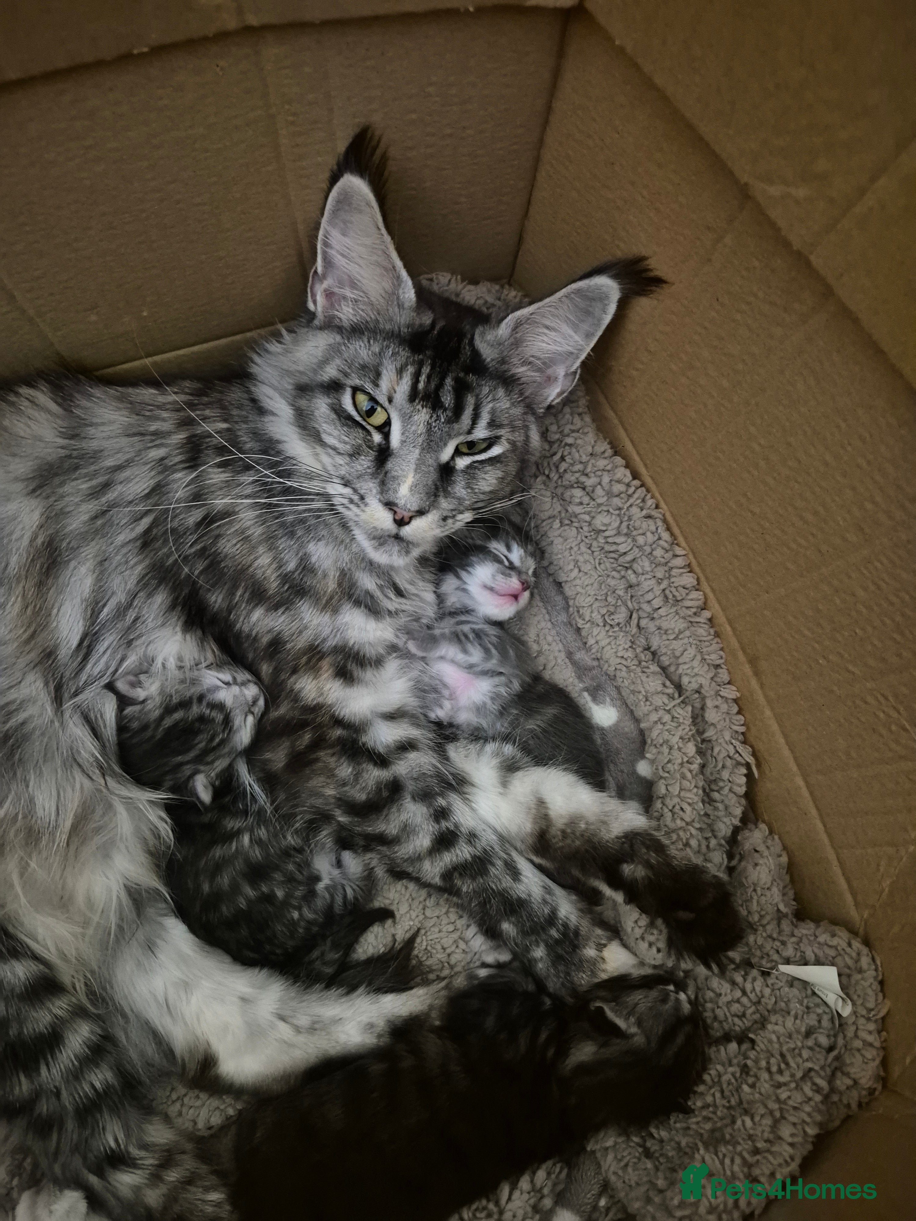 Maine Coon cats Maine coon kittens for sale  - Advert 18