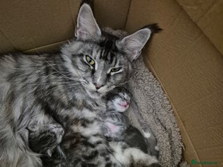 Maine Coon cats Maine coon kittens for sale - Advert 1