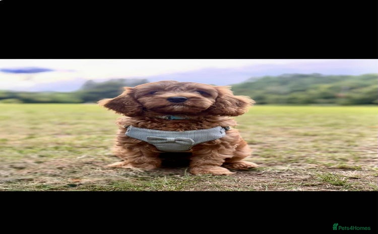 Cavapoo dogs - Advert 5