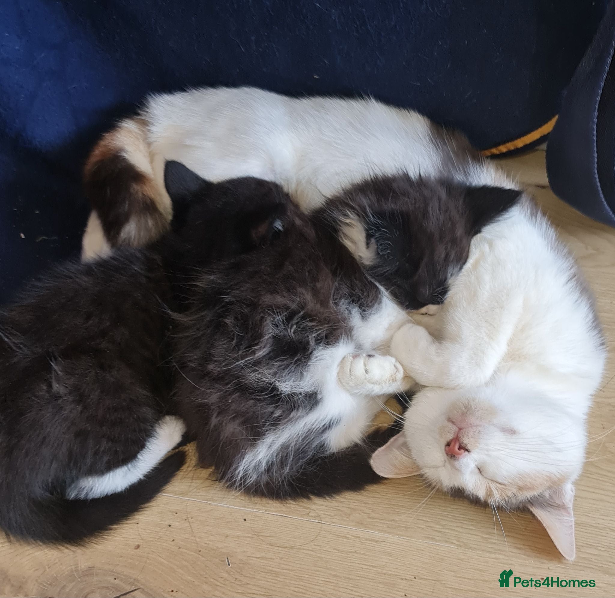 Mixed Breed cats Two Black And White Female Kittens  - Advert 1
