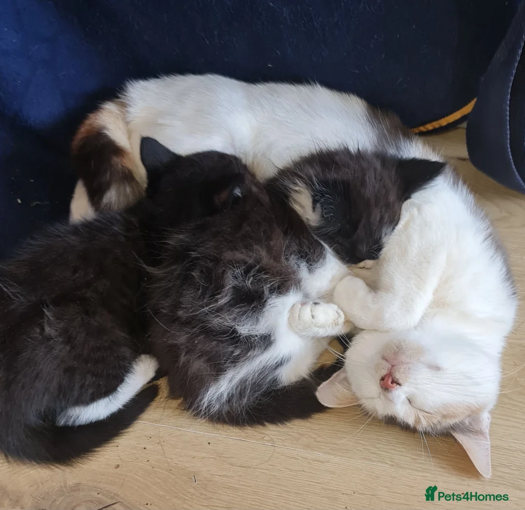 Mixed Breed cats for sale: Two Black And White Female Kittens  - Advert 1