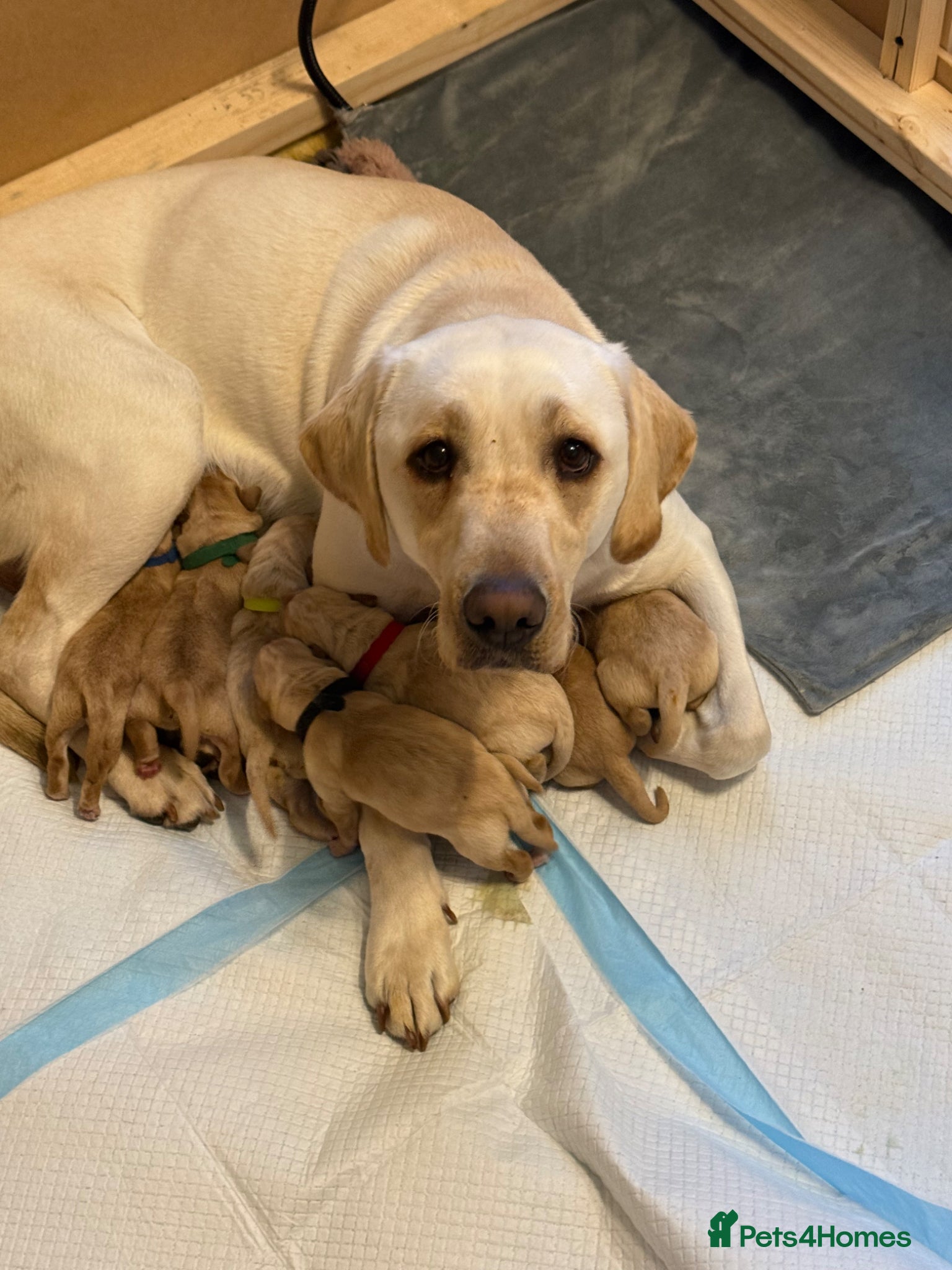 Labrador Retriever dogs Labrador puppies  - Advert 3