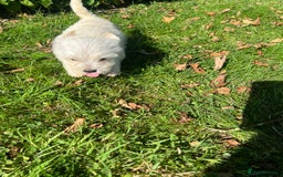 Mixed Breed dogs for sale: West highland terrier/poodle - Image 11