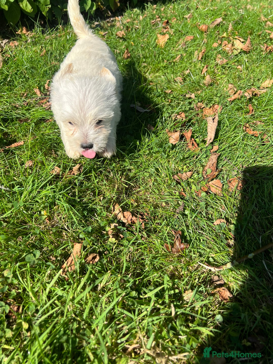 Mixed Breed dogs for sale: West highland terrier/poodle - Image 11