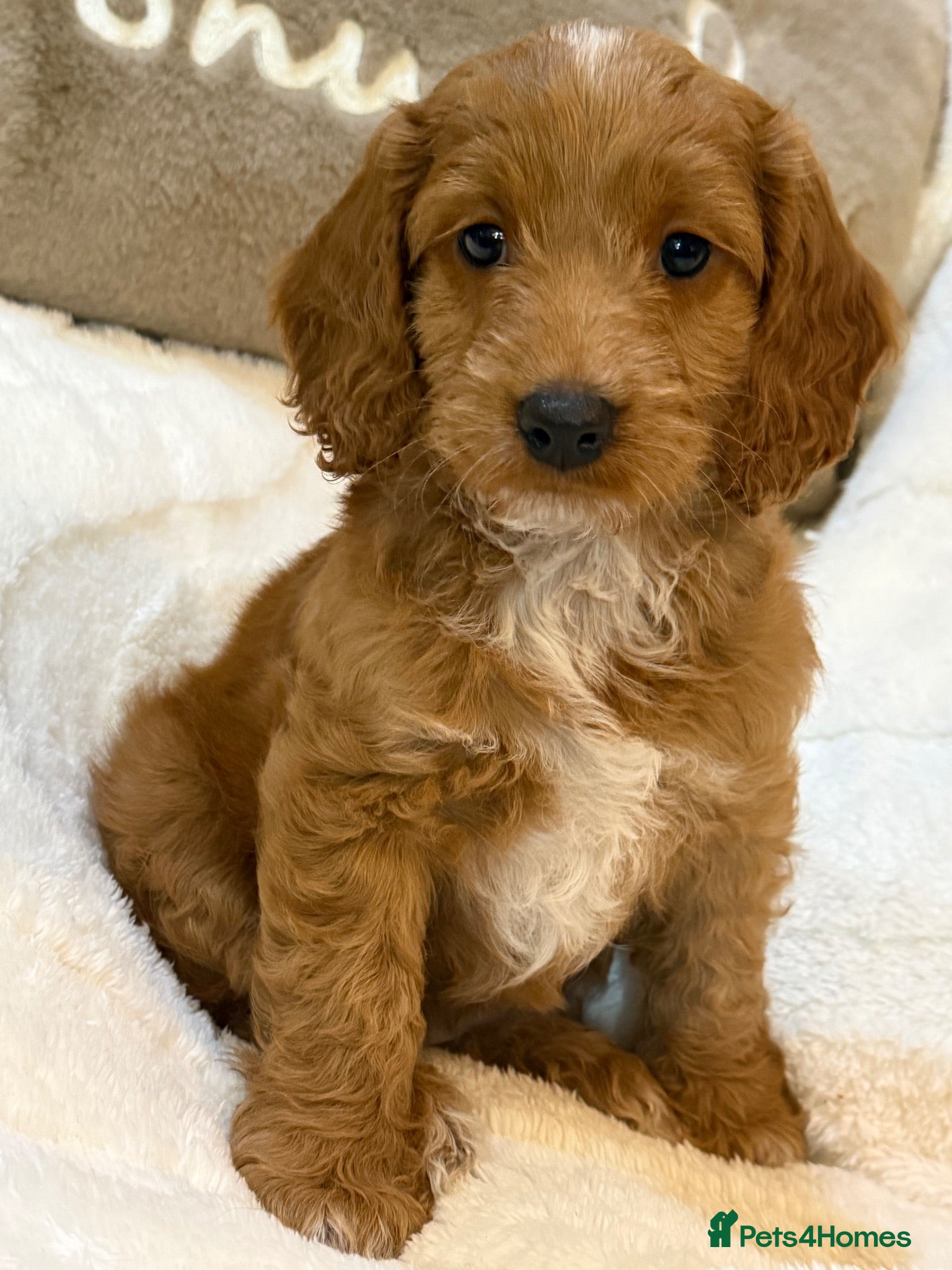 Cockapoo dogs Red F1 Cockapoo Girl ready next week  - Advert 1