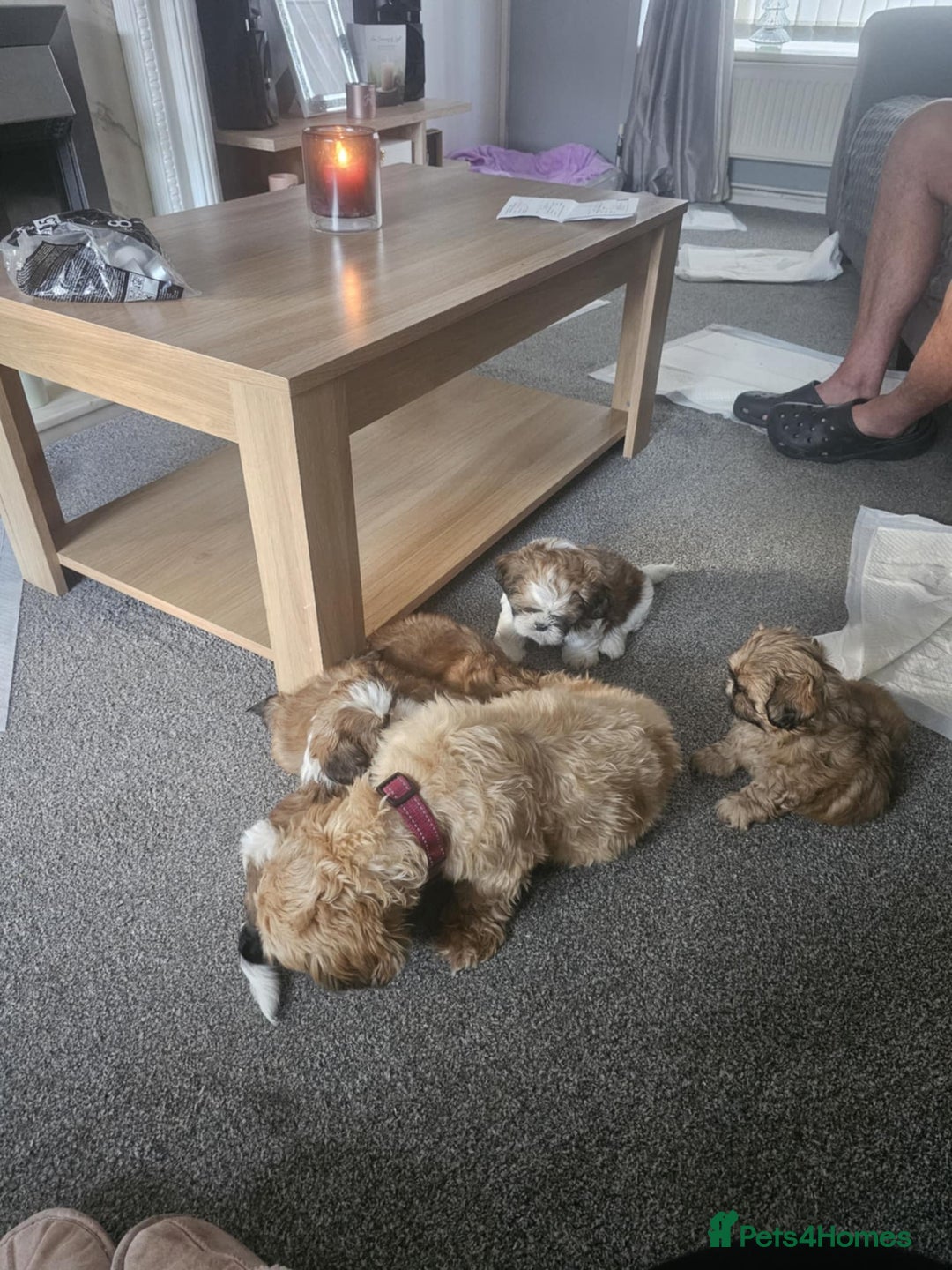 Shih Tzu dogs for sale: Shih tzu puppies  - Image 3