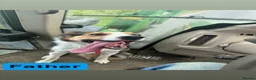 Border Collie dogs for sale: Border Collies - Advert 8