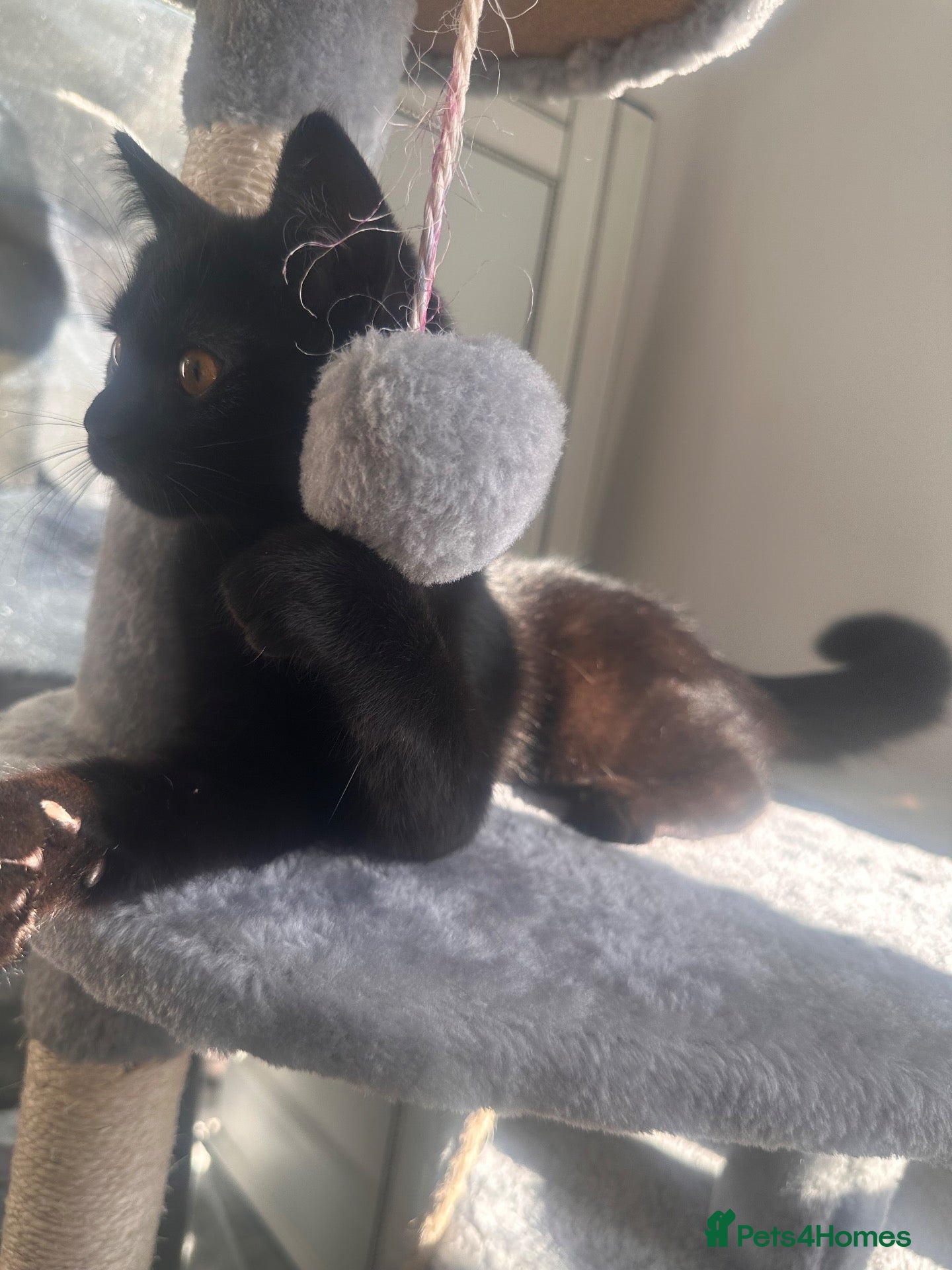 Mixed Breed cats for sale: Black kitty 5 months  - Advert 2