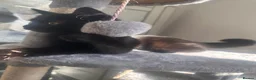 Mixed Breed cats for sale: Black kitty 5 months  in Winchester - Advert 1