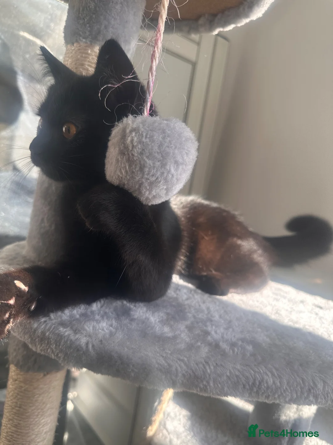 Mixed Breed cats for sale: Black kitty 5 months  in Winchester - Advert 1