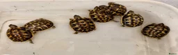 Tortoise reptiles for sale: Western Hermanns Tortoise - Advert 3