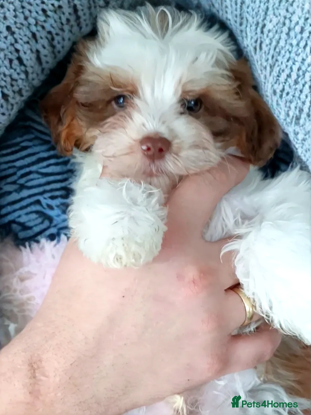 Yorkshire Terrier dogs for sale: Posh puppies😍 colored Yorkshire terrier, Biewer - Advert 2