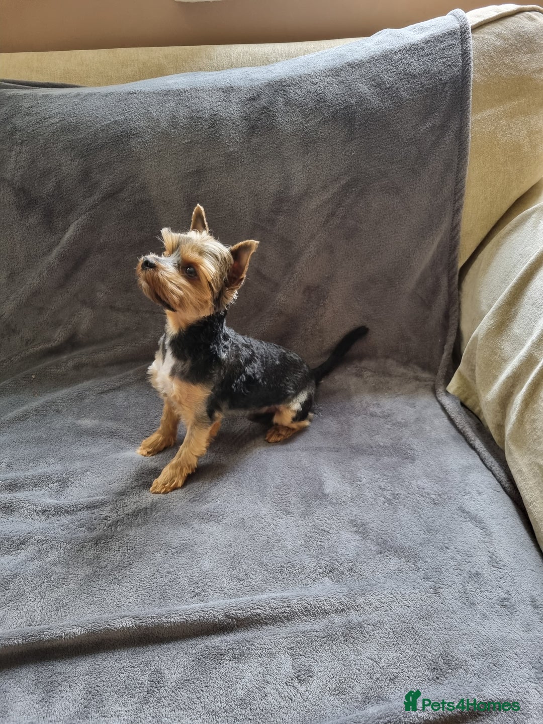 Yorkshire Terrier dogs for stud: Stunning Marco Black Tiger aka Paco - Image 6