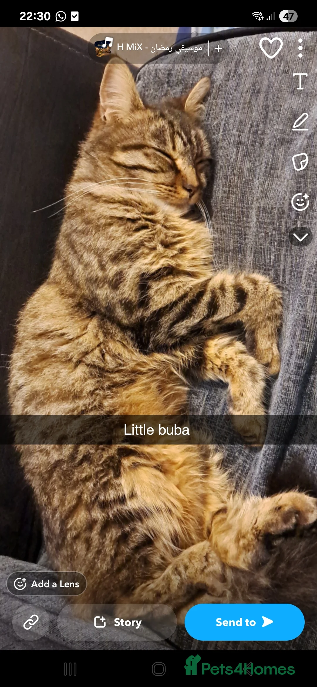 Mixed Breed cats for sale: Bellatrix - Advert 10