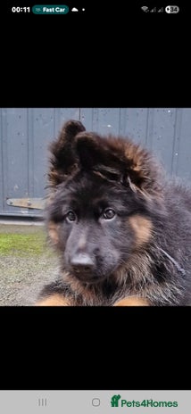 German Shepherd dogs - Advert 4
