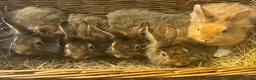 Lionhead rabbits for sale: Gorgeous fluffy Lionhead babies ready now - Advert 3