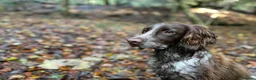 Cocker Spaniel dogs for sale: Remaining Male Cocker Spaniel Pups in Ullapool - Advert 23