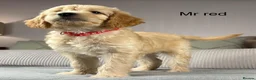 Goldendoodle dogs for sale: BEAUTIFUL HEALTHY CHUNKY PUPPIES  - Advert 13