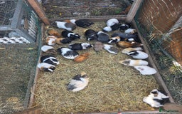 Guinea Pig rodents for sale: Guinea pigs - Image 1