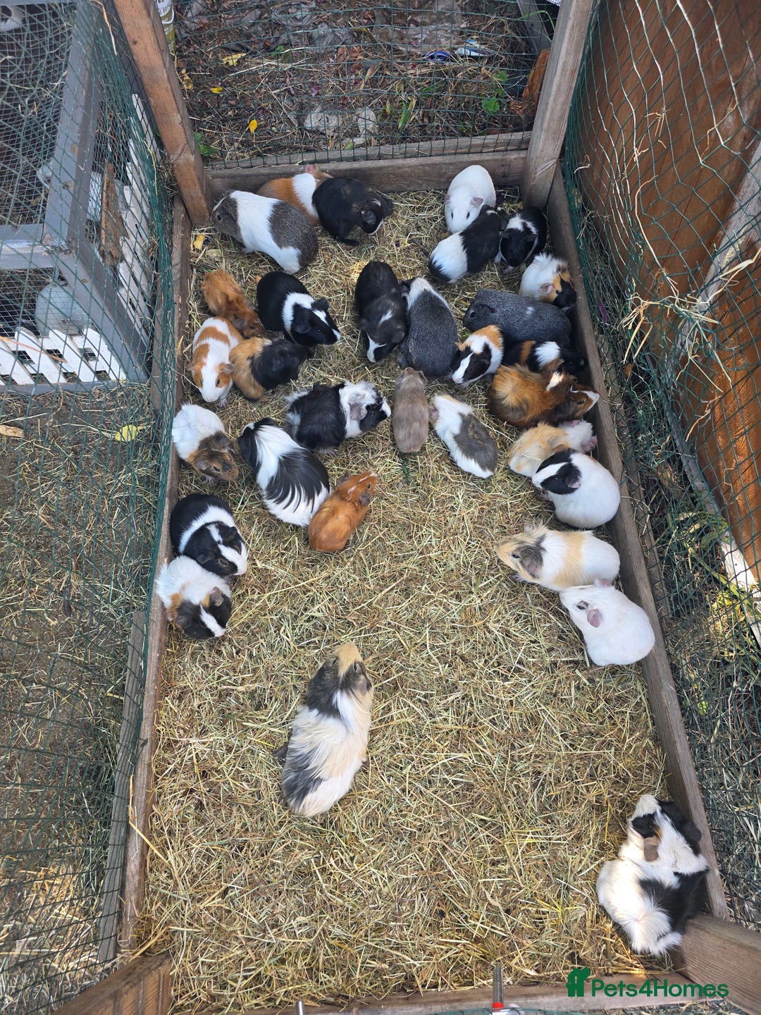 Guinea Pig rodents for sale: Guinea pigs - Image 1