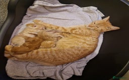 Mixed Breed cats for sale: Ginger kittens  - Image 8