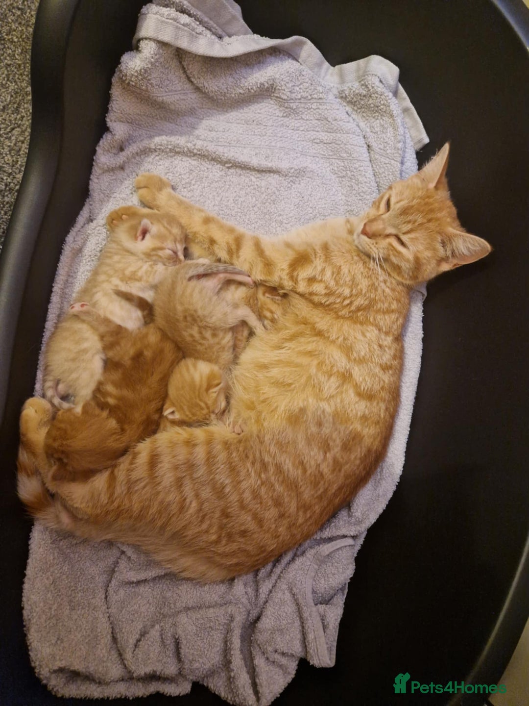 Mixed Breed cats for sale: Ginger kittens  - Image 8