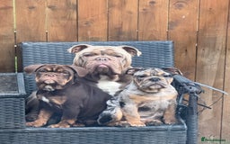 English Bulldog dogs for sale: Biscuit the minibull - Image 5