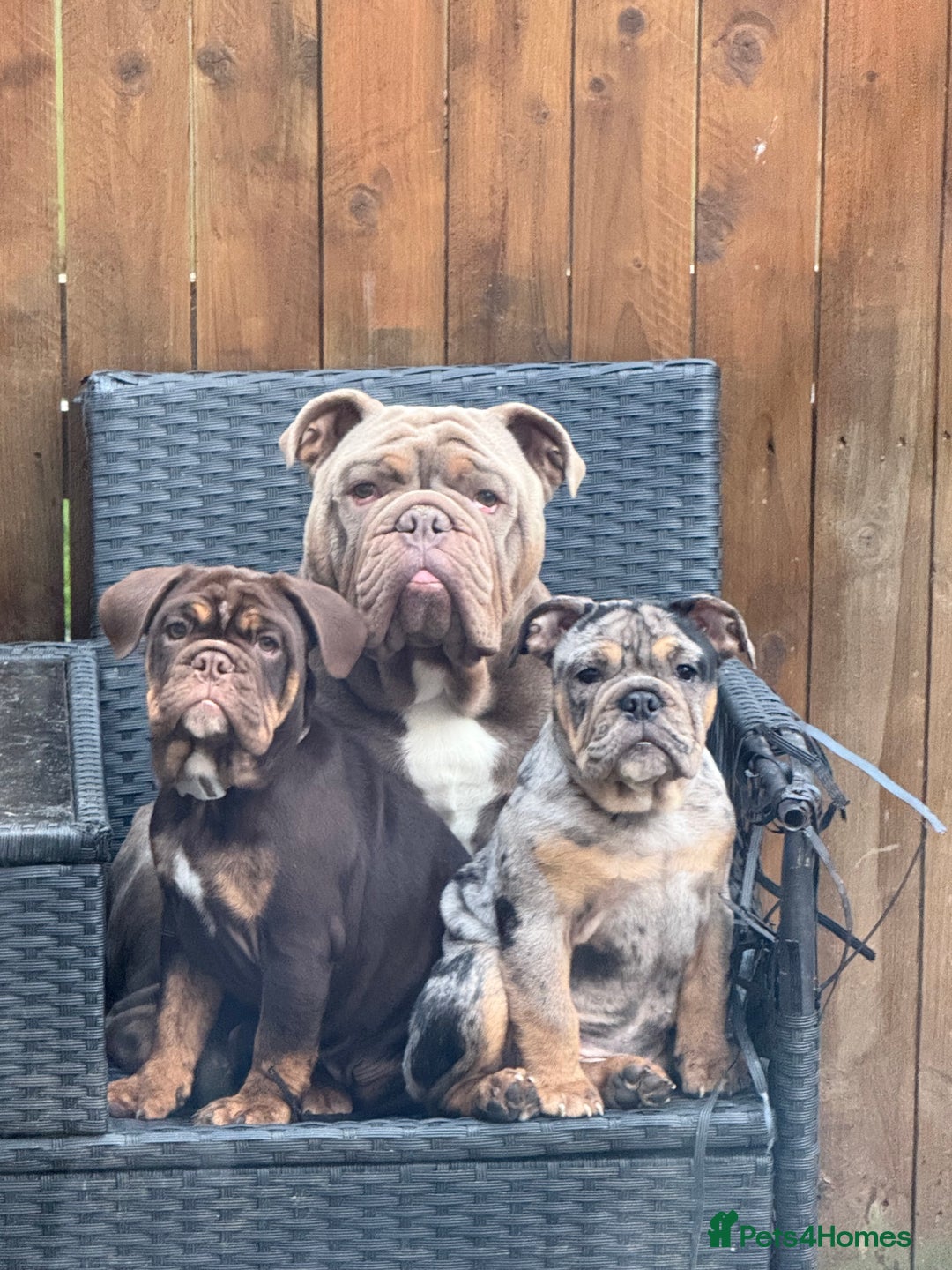 English Bulldog dogs for sale: Biscuit the minibull - Image 5