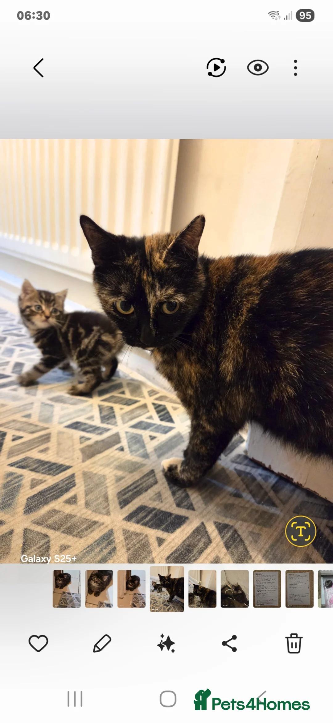 European cats for sale: Beautiful kittens  - Advert 2