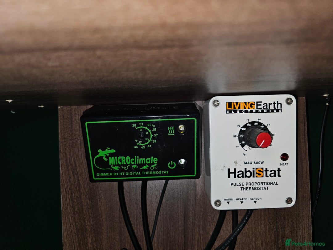 Skink reptiles for sale: Blue Tongued Skink-Male enclosure and cabnet setup - Advert 25