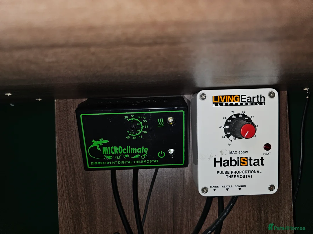 Skink reptiles for sale: Blue Tongued Skink-Male enclosure and cabnet setup - Advert 25