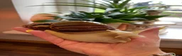 Snails invertebrates for sale: Albino Giant African Land Snails (Achatina Fulica) - Advert 8