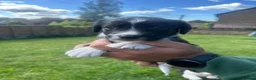 Mixed Breed dogs for sale: Sprollies  - Advert 22