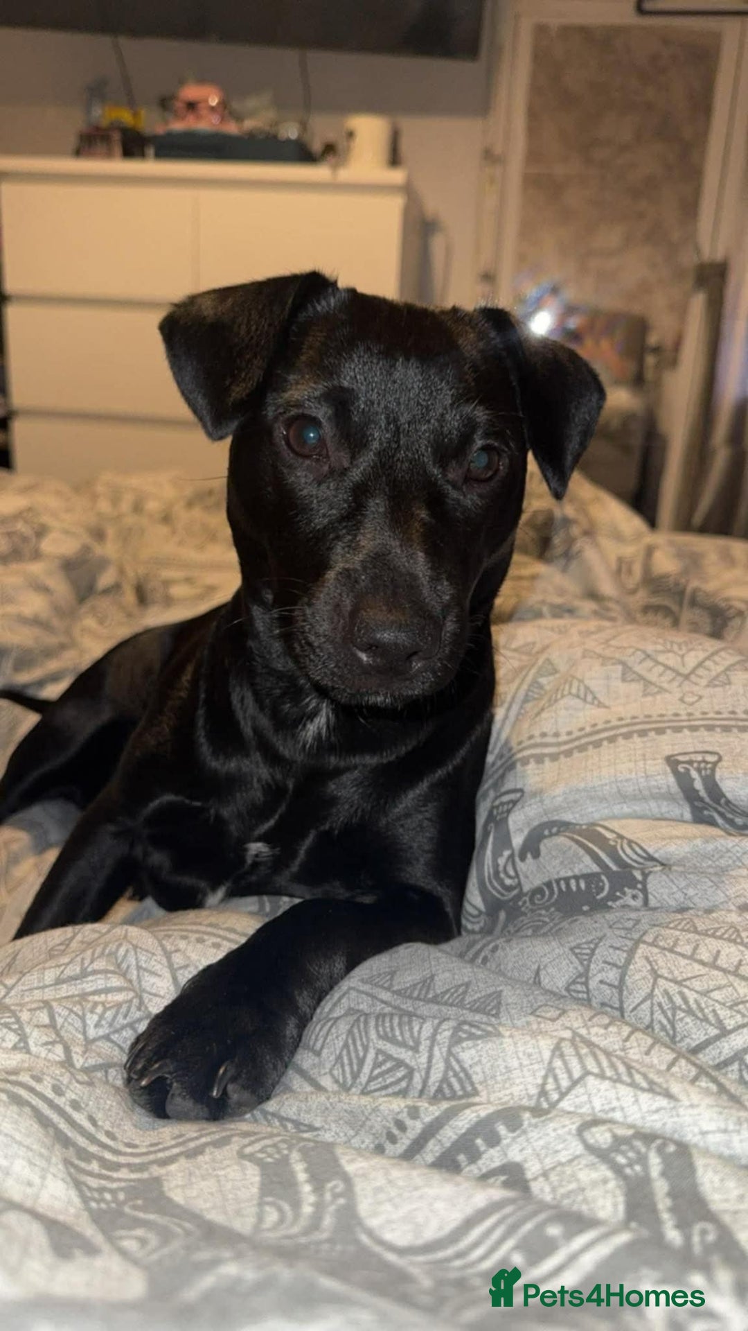 Patterdale Terrier dogs for sale: 12 month Female Patterdale  - Advert 2