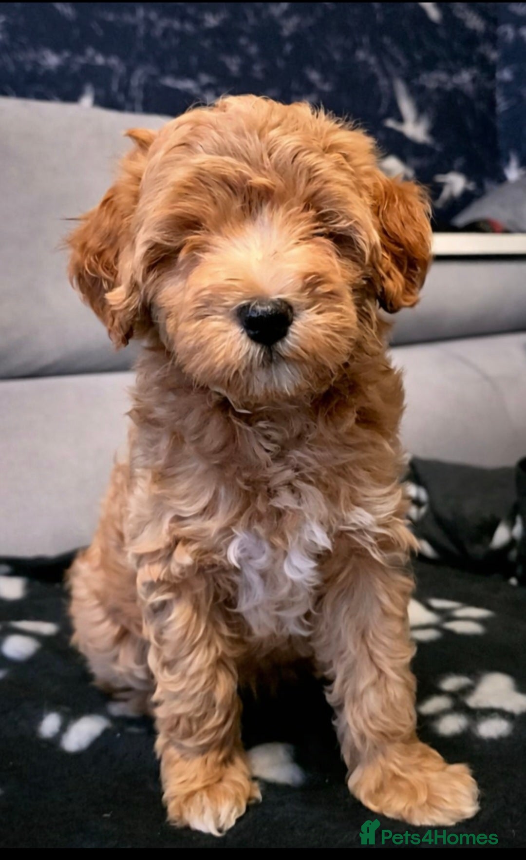 Maltipoo dogs Maltipoo Puppies with Confirmed Parentage - Advert 9