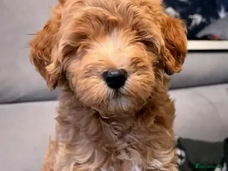 Maltipoo dogs Maltipoo Puppies with Confirmed Parentage - Advert 9