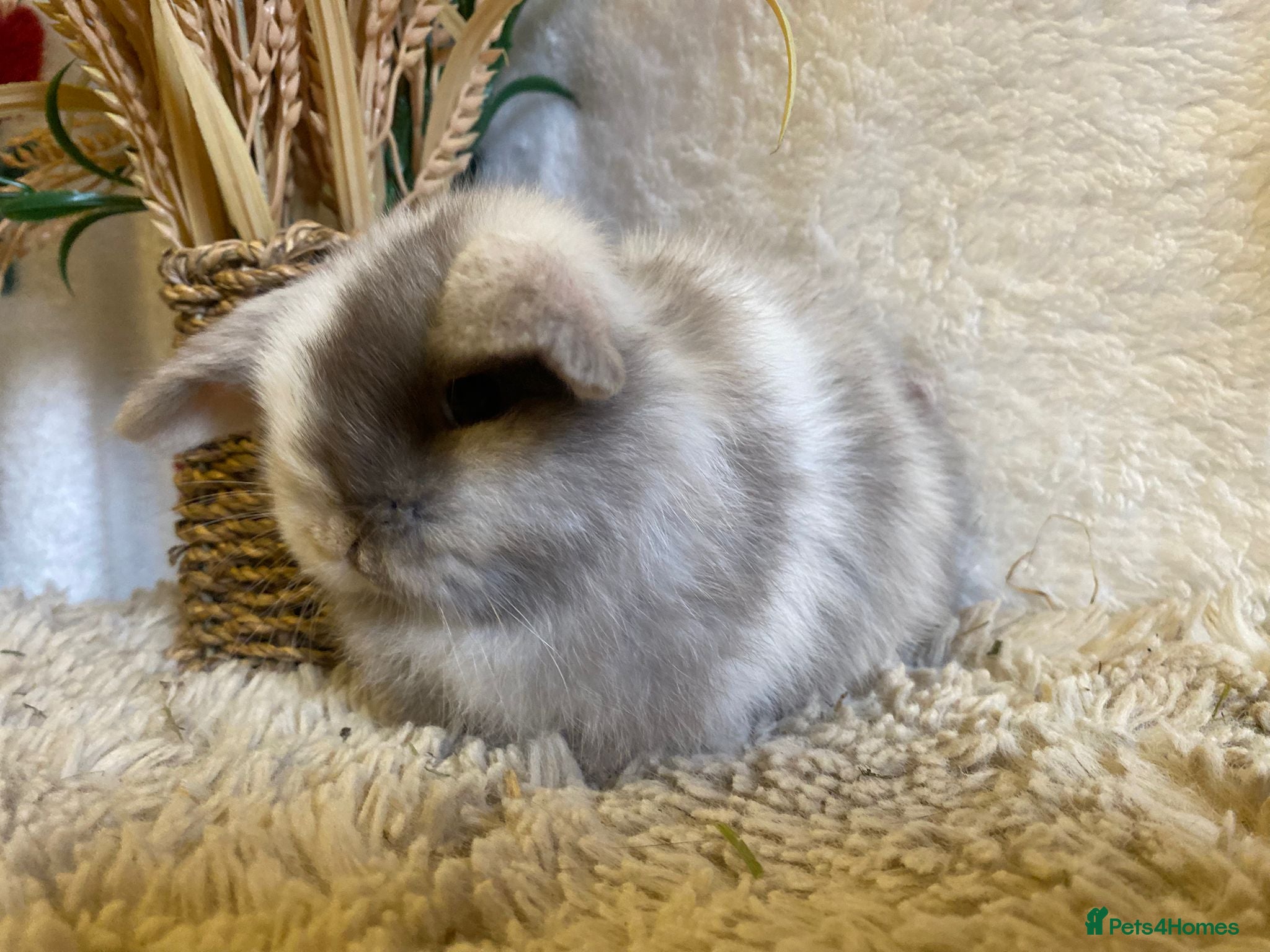 Mini Lop rabbits Mini lops - Advert 4