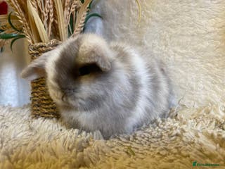 Mini Lop rabbits Mini lops - Advert 4