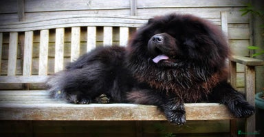 Chow Chow dogs - Advert 2