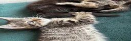 Domestic Shorthair cats for sale: 3 Kittens Ready Oct 4th - WR12 - Advert 25