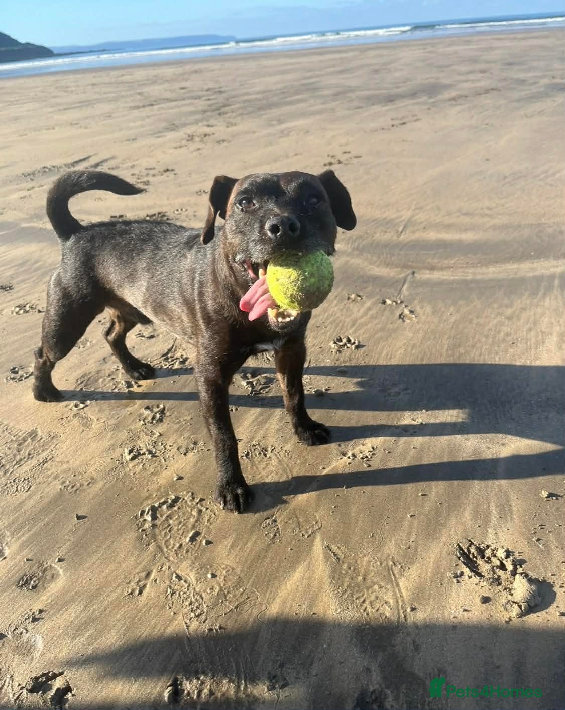 Patterdale Terrier dogs Stud only patterdale terrier  - Advert 1