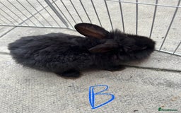 Lionhead rabbits for sale: lionhead baby - Image 1