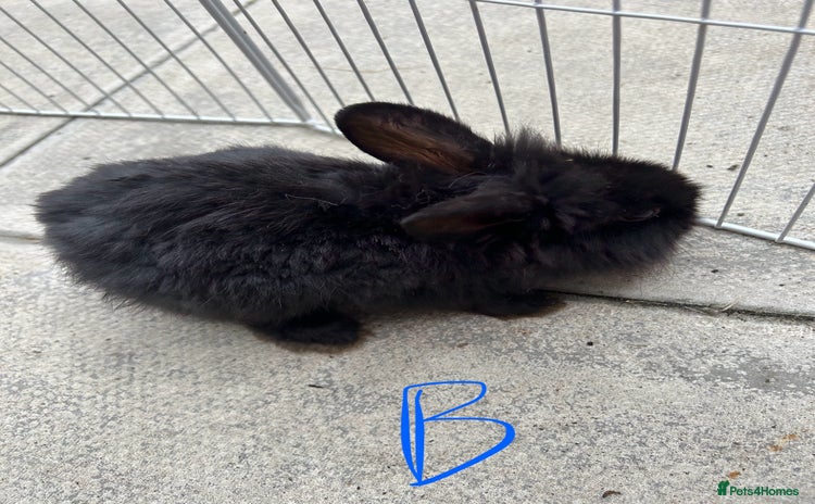 Lionhead rabbits - Advert 2