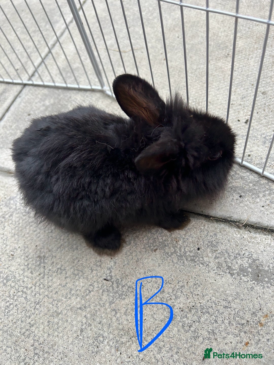 Lionhead rabbits for sale: lionhead baby - Image 1