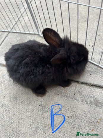Lionhead rabbits - Advert 13