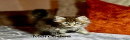 Maine Coon cats for sale: 💕XL Pure Maine Coon Kittens💕 - Advert 3