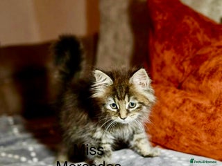 Maine Coon cats 💕XL Pure Maine Coon Kittens💕 - Advert 2