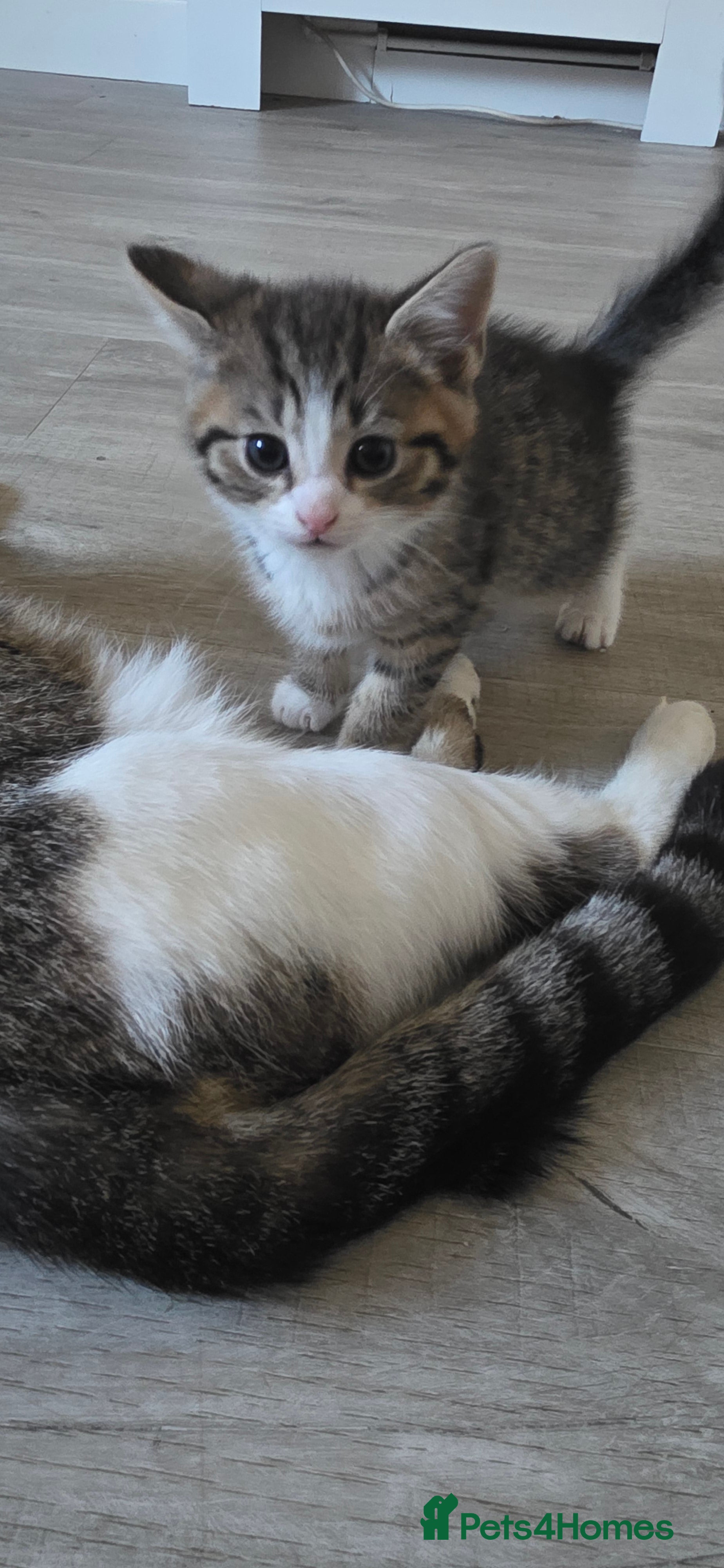 Domestic Shorthair cats 4 beautiful fluffy kittens - Advert 1