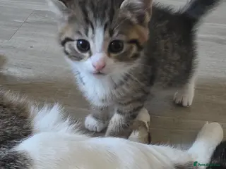Domestic Shorthair cats 4 beautiful fluffy kittens - Advert 1