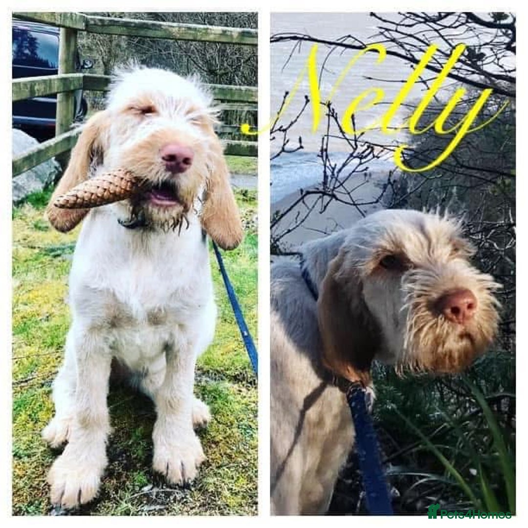 Italian Spinone dogs for sale: ITALIAN SPINONE WAITING LIST OPEN -DUE OCT - Image 27